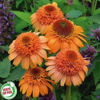 Cantaloupe Coneflower Thumbnail